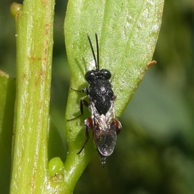 Chalcididae (family) (Unidentified chalcid wasp) at Undefined, NSW - 22 Mar 2019 by HarveyPerkins