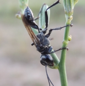 Isodontia sp. (genus) at Paddys River, ACT - 29 Jan 2019