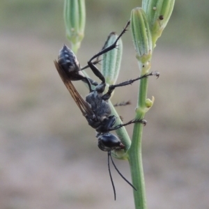 Isodontia sp. (genus) at Paddys River, ACT - 29 Jan 2019