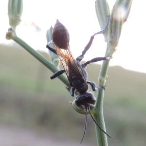 Isodontia sp. (genus) at Paddys River, ACT - 29 Jan 2019