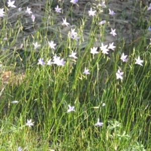 Wahlenbergia capillaris at Conder, ACT - 19 Oct 2015