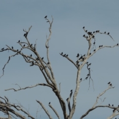 Sturnus vulgaris (Common Starling) at Paddys River, ACT - 12 Mar 2019 by MichaelBedingfield