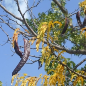 Gleditsia triacanthos at Hughes, ACT - 19 Apr 2019 11:52 AM