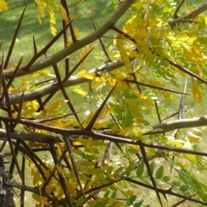 Gleditsia triacanthos at Hughes, ACT - 19 Apr 2019 11:52 AM