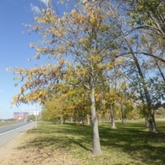 Gleditsia triacanthos at Hughes, ACT - 19 Apr 2019 11:52 AM