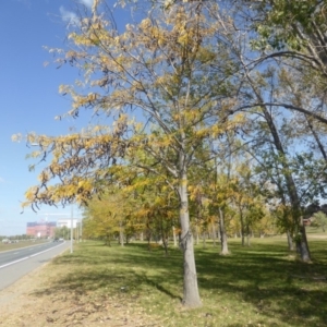 Gleditsia triacanthos at Hughes, ACT - 19 Apr 2019 11:52 AM