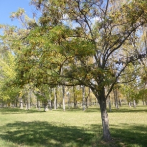 Robinia pseudoacacia at Hughes, ACT - 19 Apr 2019 11:48 AM