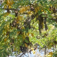 Robinia pseudoacacia at Hughes, ACT - 19 Apr 2019 11:48 AM