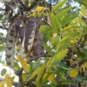 Robinia pseudoacacia at Hughes, ACT - 19 Apr 2019 11:48 AM