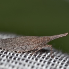 Rentinus dilatatus (Fulgorid planthopper) at Mount Majura - 13 Apr 2019 by kdm