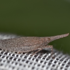 Rentinus dilatatus (Fulgorid planthopper) at Watson, ACT - 13 Apr 2019 by kdm