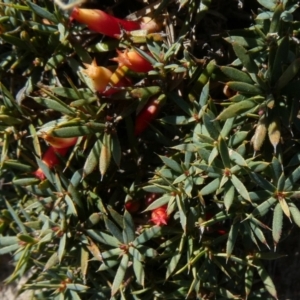 Styphelia humifusum at Theodore, ACT - 20 Apr 2019