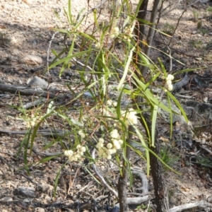 Acacia implexa at Theodore, ACT - 20 Apr 2019