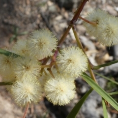 Acacia implexa at Theodore, ACT - 20 Apr 2019