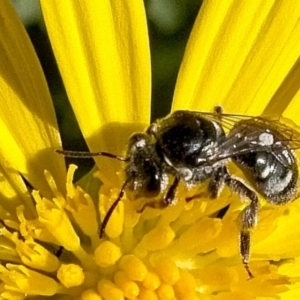 Lasioglossum (Chilalictus) sp. (genus & subgenus) at Banks, ACT - 20 Apr 2019 01:35 PM