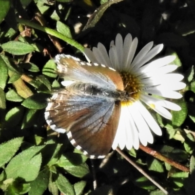 Theclinesthes serpentata (Saltbush Blue) at Wanniassa, ACT - 20 Apr 2019 by JohnBundock