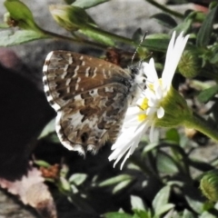 Theclinesthes serpentata at Wanniassa, ACT - 20 Apr 2019 03:12 PM