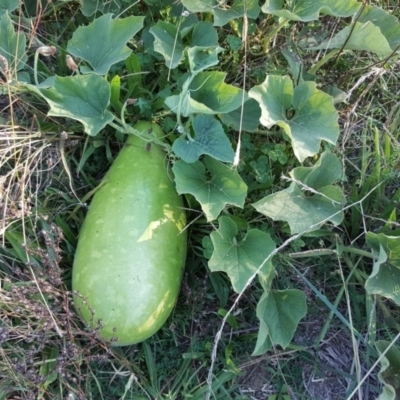 Citrullus amarus (Wild Melon, Camel Melon, Bitter Melon) at O'Malley, ACT - 20 Apr 2019 by Mike