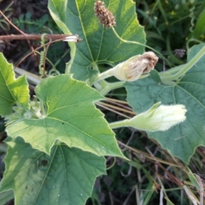 Citrullus amarus at O'Malley, ACT - 20 Apr 2019