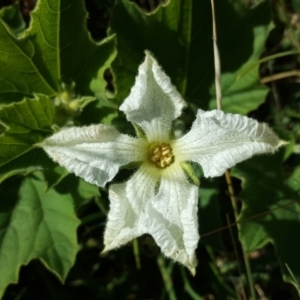 Citrullus amarus at O'Malley, ACT - 20 Apr 2019