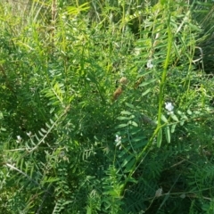 Vicia sp. (A Vetch) at O'Malley, ACT - 20 Apr 2019 by Mike