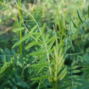 Vicia sp. at O'Malley, ACT - 20 Apr 2019 03:36 PM