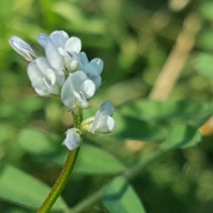 Vicia sp. at O'Malley, ACT - 20 Apr 2019 03:36 PM