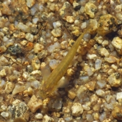 Galaxias sp. (genus) at Kosciuszko National Park, NSW - 14 Apr 2019 10:31 AM