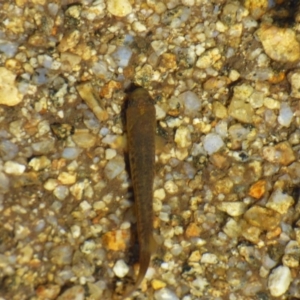 Galaxias sp. (genus) at Kosciuszko National Park, NSW - 14 Apr 2019 10:31 AM