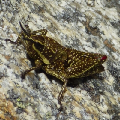 Monistria concinna (Southern Pyrgomorph) at Mt Kosciuszko Summit - 14 Apr 2019 by JackieLambert