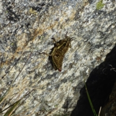 Monistria concinna at Mt Kosciuszko Summit - 14 Apr 2019