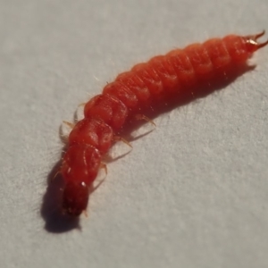 Staphylinidae (family) at Spence, ACT - 20 Apr 2019