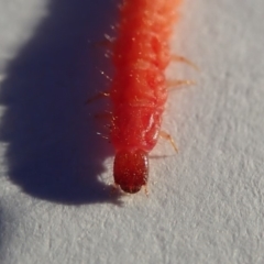 Staphylinidae (family) at Spence, ACT - 20 Apr 2019