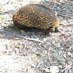 Tachyglossus aculeatus (Short-beaked Echidna) at Acton, ACT - 20 Apr 2019 by KL