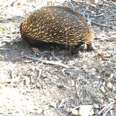 Tachyglossus aculeatus (Short-beaked Echidna) at Acton, ACT - 20 Apr 2019 by KL