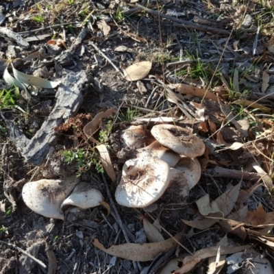 Agaricus sp. (Agaricus) at O'Malley, ACT - 20 Apr 2019 by Mike