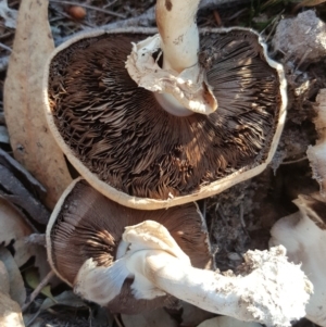 Agaricus sp. at O'Malley, ACT - 20 Apr 2019 04:03 PM