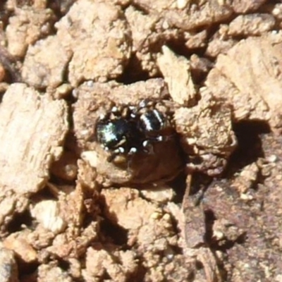 Zenodorus marginatus (Tiny Ant-eating Jumper) at Uriarra Village, ACT - 20 Apr 2019 by Christine