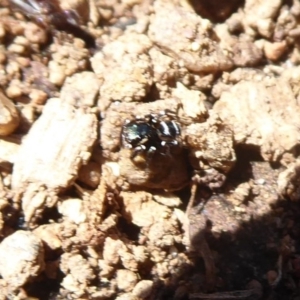 Omoedus marginatus at Uriarra Village, ACT - 20 Apr 2019