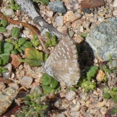 Theclinesthes serpentata (Saltbush Blue) at Theodore, ACT - 1 Apr 2019 by Owen