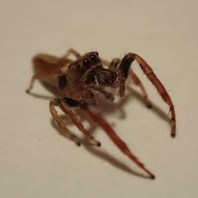 Opisthoncus grassator (Jumping spider) at Spence, ACT - 20 Apr 2019 by Laserchemisty