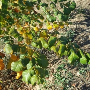 Koelreuteria paniculata at O'Malley, ACT - 20 Apr 2019