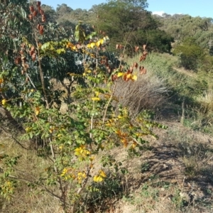 Koelreuteria paniculata at O'Malley, ACT - 20 Apr 2019