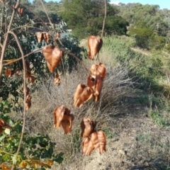 Koelreuteria paniculata at O'Malley, ACT - 20 Apr 2019 03:24 PM