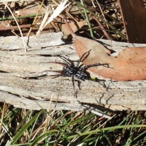 Nyssus coloripes at Casey, ACT - 18 Apr 2019 10:58 AM