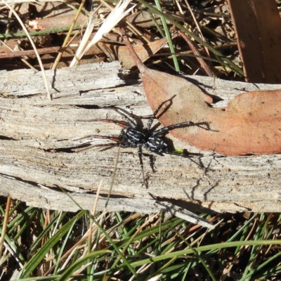 Nyssus coloripes (Spotted Ground Swift Spider) at Casey, ACT - 18 Apr 2019 by MatthewFrawley