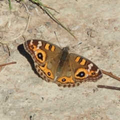 Junonia villida (Meadow Argus) at Casey, ACT - 18 Apr 2019 by MatthewFrawley