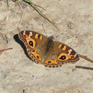 Junonia villida at Casey, ACT - 18 Apr 2019 11:13 AM