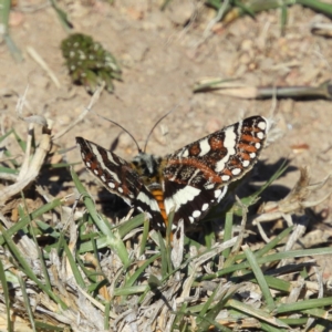 Apina callisto at Casey, ACT - 18 Apr 2019 11:18 AM