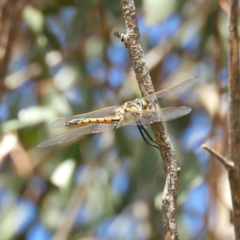 Hemicordulia tau (Tau Emerald) at Casey, ACT - 18 Apr 2019 by MatthewFrawley